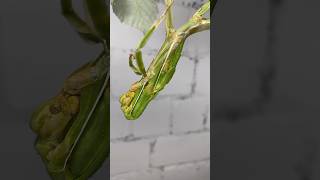 Stick insect molting Timelapse [upl. by Torosian]