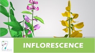 INFLORESCENCE [upl. by Sikleb]