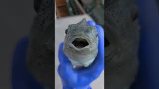 lumpfish lump lumpfish fish maine commercialfishing fishing cool intresting [upl. by Enahpad]