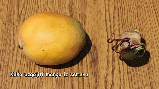 Kako uzgojiti mango iz semena [upl. by Nivrag]