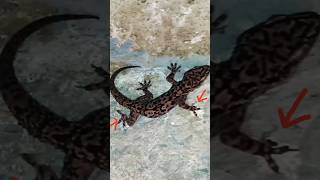 Rarely seen Lizard🦎Bihira makitang Butiki🦎Редко встречающаяся ящерица🦎विरलै देखिने छेपारो 🦎 [upl. by Charlotta307]