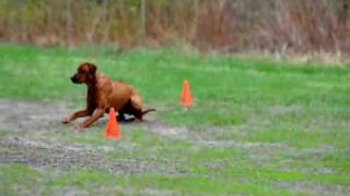 Rhodesian Ridgeback Obedience [upl. by Suzann]