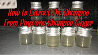 How To Extract The Shampoo From Pinecone Shampoo Ginger [upl. by Salli]