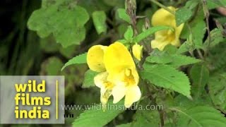 Commelina tuberosa Rugged Yellow Balsam and Dahlia plant in Landour [upl. by Head]