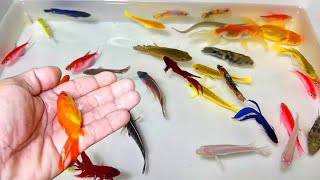 Find colorful Ornamental fish Betta fish koi fish koki fish Channa fish catfish animal videos [upl. by Calendra]