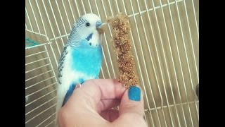 How to train your parakeet to eat off your hand [upl. by Hewitt]