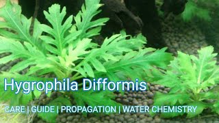 Hygrophila Difformis  Easy to grow Plant 🌱 Water Wisteria [upl. by Sacram729]