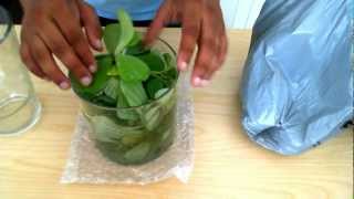 Using Water Lettuce in a pond and aquarium [upl. by Rehctaht142]