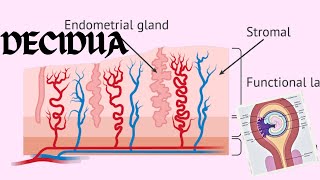 Decidua  Changes In The Endometrium Decidual Reaction  Obstetrics And GynecologyNursing [upl. by Admana]