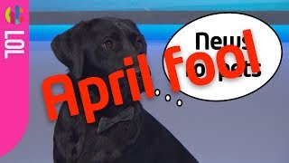 Newshound April Fools [upl. by Ynor]