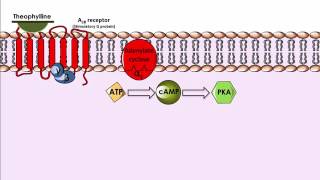 Theophylline  Mechanism of Action [upl. by Sadnak]