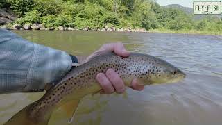 Fly FIshing  Esopus Creek August 2nd [upl. by Ybrek]