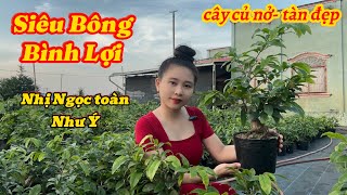 1211 Mai vàng giá rẻ chơi Tết☎️0973658812 Nhị Ngọc Toàn Siêu Bông Bình Lợi [upl. by Camel204]