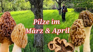 Da kommt was auf uns zu🍄😀🍄 Pilze im März amp April [upl. by Adnuahs]