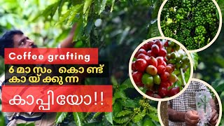 കാപ്പി ഗ്രാഫ്റ്റിംഗ് അറിയേണ്ടതെല്ലാം FULL DETAIL INFORMATION ON COFFEE GRFTING [upl. by Damita]