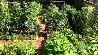 How to Grow a lot of Food in a Small Garden  9 EZ tips [upl. by Rosabelle]