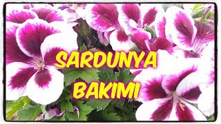 SARDUNYA BAKIMI Geranium sanguineum [upl. by Akcemat710]