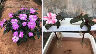 Method of propagating Impatiens walleriana using store bought rooting stimulants [upl. by Asenad]