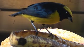 Yellowcrowned Euphonia Birds of Costa Rica [upl. by Eirot]