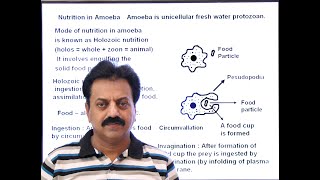 First Year  Chapter 12  Nutrition  Part 8  Nutrition in Amoeba [upl. by Bertero]