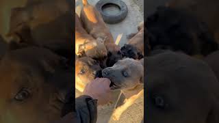 Cane Corso Puppies Growling canecorso [upl. by Terchie]