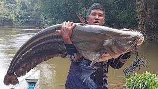 TAPAH GERGASI😱 BESARNYA LUAR BIASA MONSTER PENUNGGU MUARA SUNGAI ikanbesar ikantapah [upl. by Nageem717]