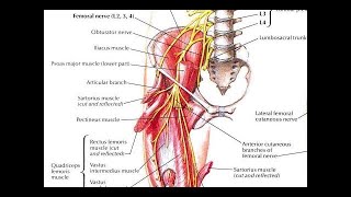 How to stretch the pectineus muscle correctly Treatment for groin tightness femoralgia pubalgia [upl. by Medin870]