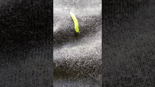 Green 🐛 caterpillars  🦋 owlet moths cutworms or armyworms insects world 4k nature shorts [upl. by Mattie]