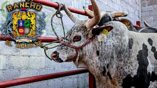 SE BAJABAN LOS JINETES DEL CAJON AL VER LOS TOROS  Rancho El Aguaje en Belen Otumba Edo México [upl. by Tisman518]