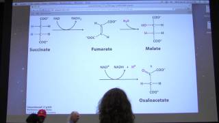 28 Kevin Aherns Biochemistry  Citric Acid Cycle II [upl. by Nylyak]