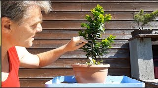 Ficus bonsai ginseng II  2 air layer results [upl. by Owens859]