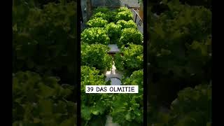 checkout my Hydroponically grown lettuce hydroponics kratkymethod thankyouforwatching [upl. by Durrej686]