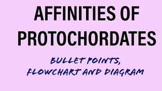 AFFINITIES OF PROTOCHORDATES  BULLET POINTS DIAGRAMFLOW CHARTBScMScUPSCIFSZOOLOGY [upl. by Jillana853]