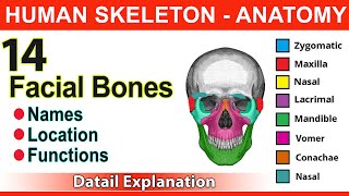 Mastering Facial Anatomy A Quick Guide to Mandible Maxilla and More [upl. by Annwahs346]