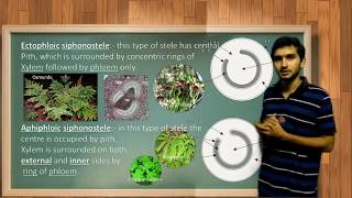 Types of Stele and its evolution in Pteridophytes [upl. by Gilberto]