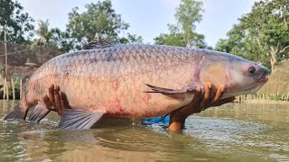 Worlds Best Cast Net Fishing In Pond fish bigfish fishing [upl. by Araic447]