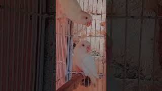 Lovebirds lover parrot birds love kabootar attitude pigeonlover bird [upl. by Bej]