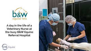 A day in the life of an Equine Veterinary Nurse [upl. by Duke]