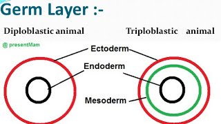 Diploblastic and Triploblastic organization [upl. by Teddi688]