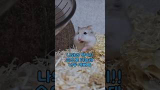 나와라 먹이  만능주머니 아기 햄스터가 먹이를 먹는 과정Its so pretty to see hamsters eating food [upl. by Relyk784]