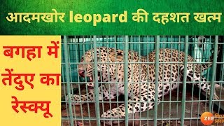 Bihar  आदमखोर तेंदुआ पकड़ा गया  A wild leopard has been rescued [upl. by Akimet]