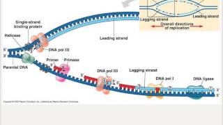 DNA Replicatie [upl. by Kenway]