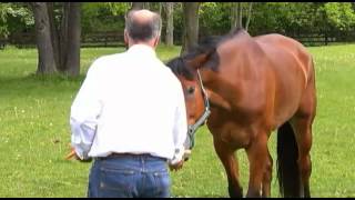 Madison County horsewoman will hear this weekend if shes Olympics bound [upl. by Nnave70]