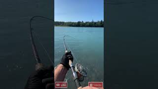 A fish so bad it gets its own theme song alaskafishing catchandrelease shorts [upl. by Aihset]