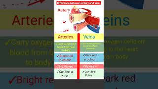 Difference between Artery and vein l Blood vessels heart shorts [upl. by Service902]