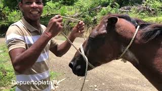 El Primo nos enseña cómo aparejar un caballo en la casa de mi bisabuela Bulula [upl. by Latimore228]