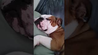 Bulldog Snoring this morning eastcoastinbulldog bulldog snoringbulldog [upl. by Akihsat927]