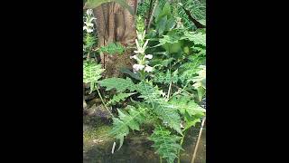 Acanthus spinous plant details [upl. by Tita]