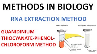 RNA extraction method  Guanidinium thiocyanate Phenol method [upl. by Rudie]