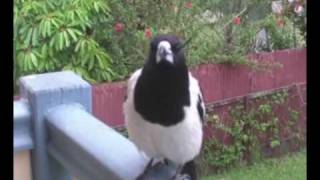 butcherbird singing for its dinner [upl. by Pavier]